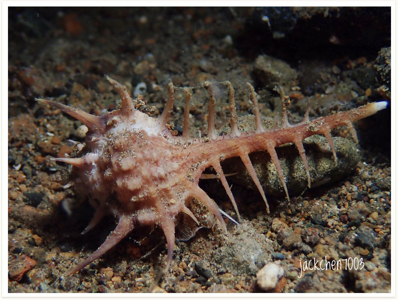Murex ternispina