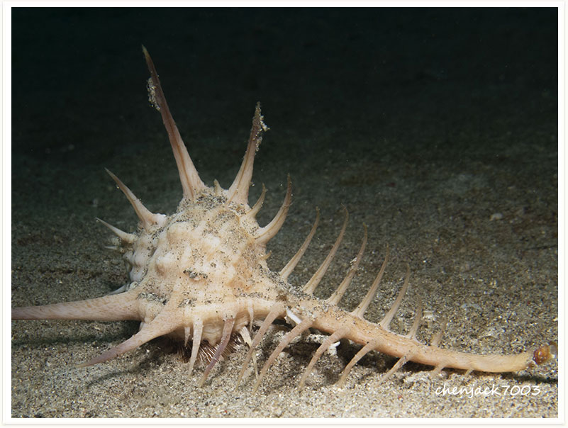 Murex ternispina