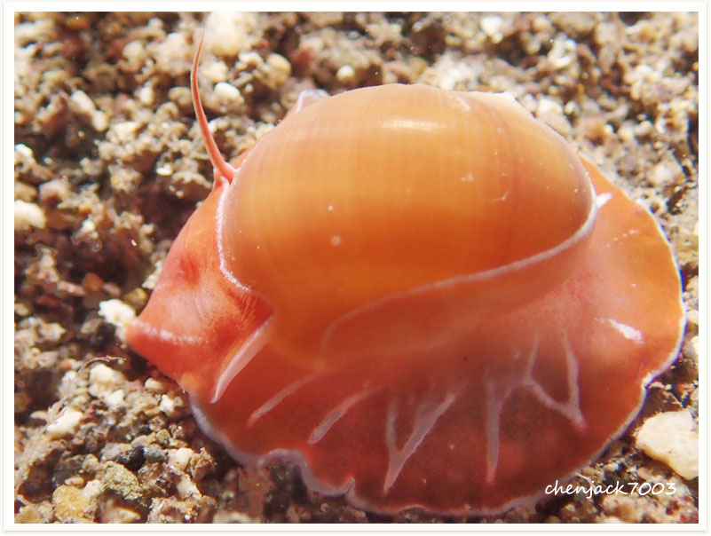 Naticarius orientalis