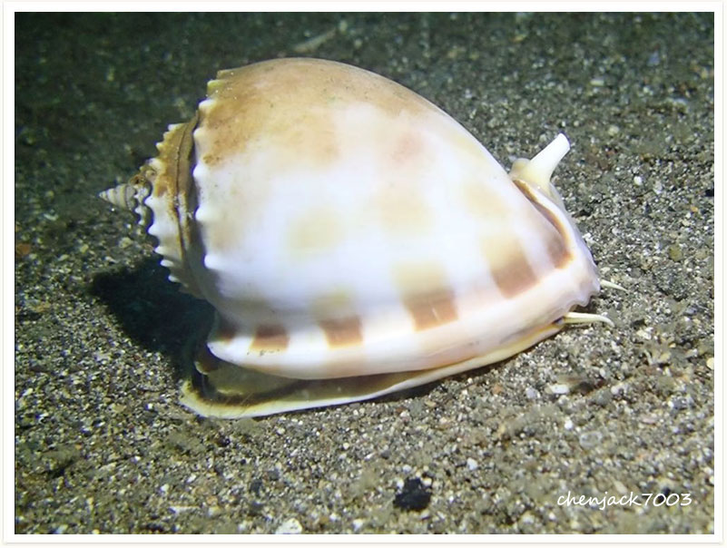Phalium bandatum