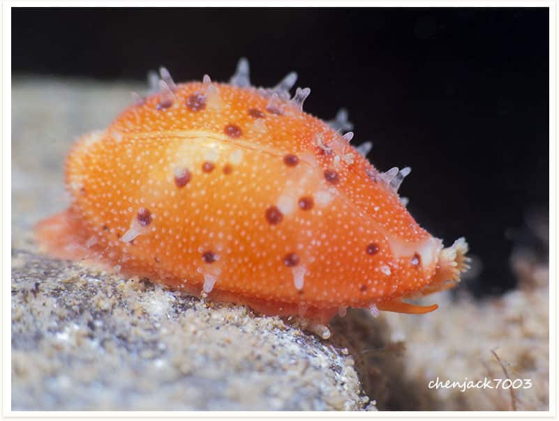 Ransoniella punctata