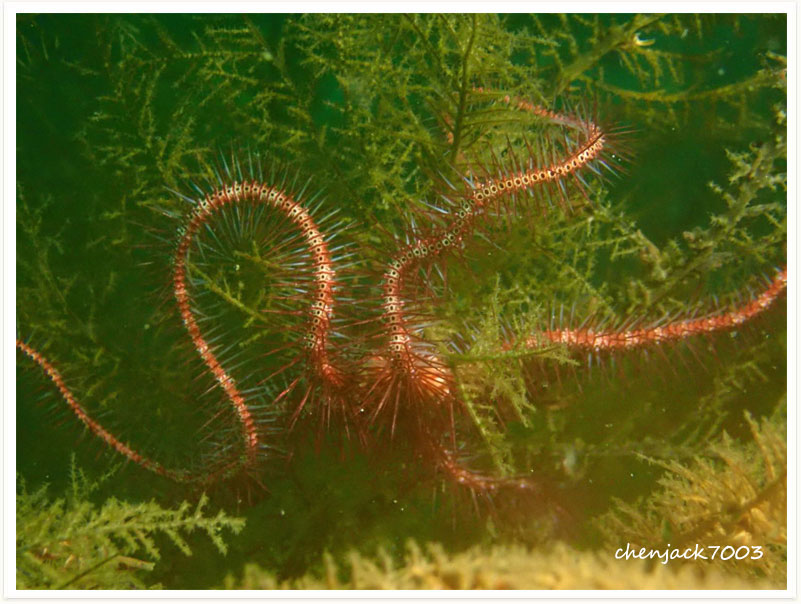 Ophiothrix (Acanthophiothrix) purpurea