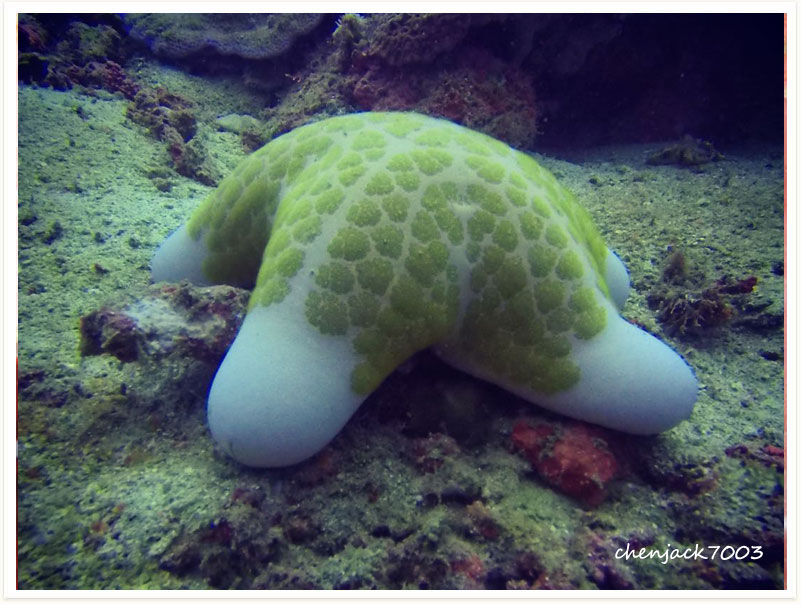 Choriaster granulatus