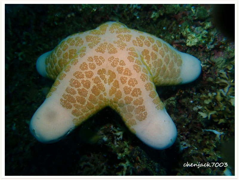 Choriaster granulatus