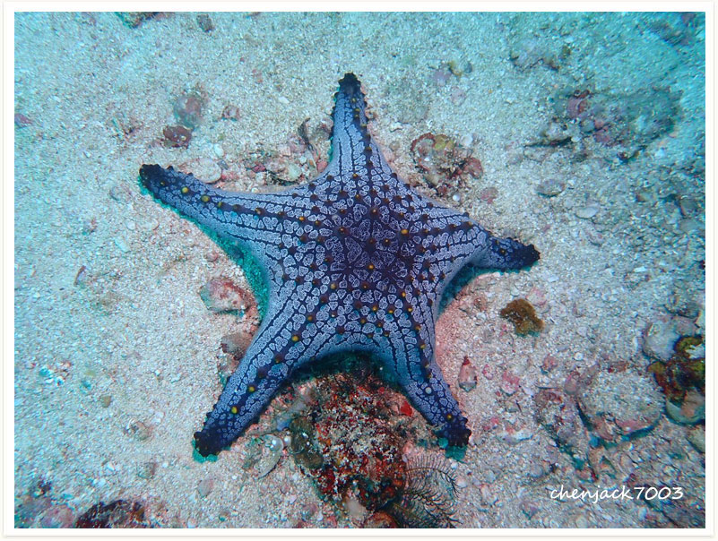 Pentaceraster alveolatus