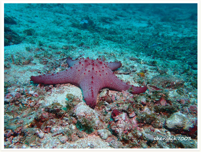 Pentaceraster alveolatus