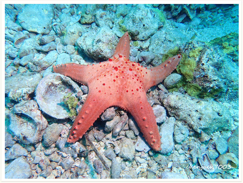 Pentaceraster alveolatus