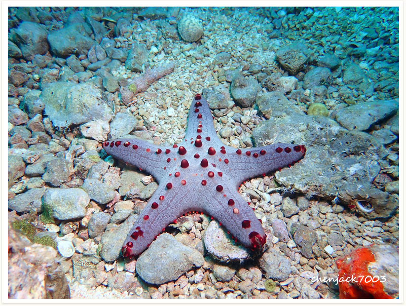Pentaceraster alveolatus