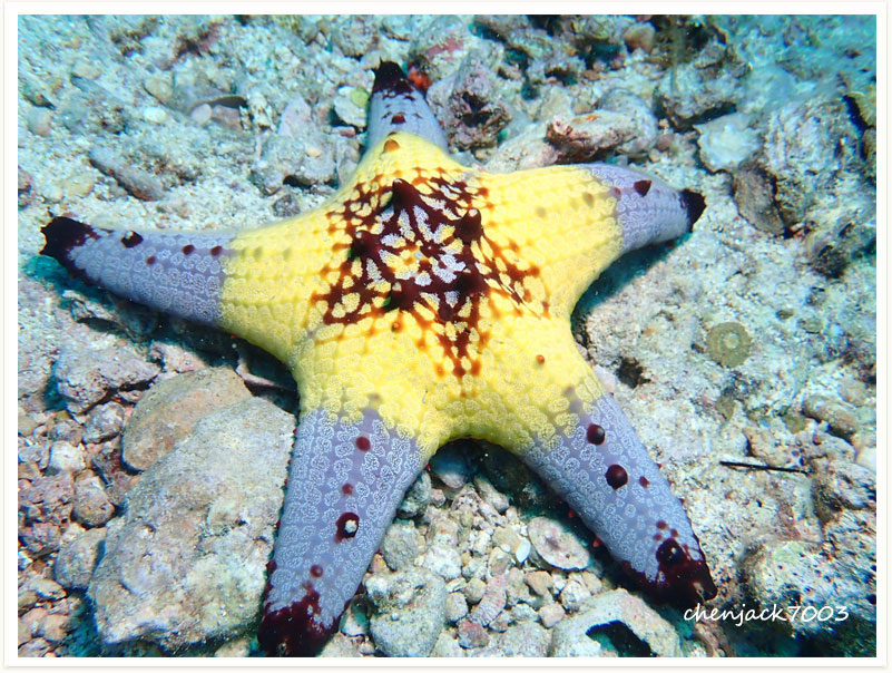 Pentaceraster alveolatus