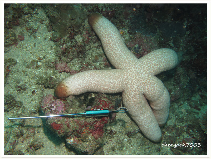 Thromidia catalai